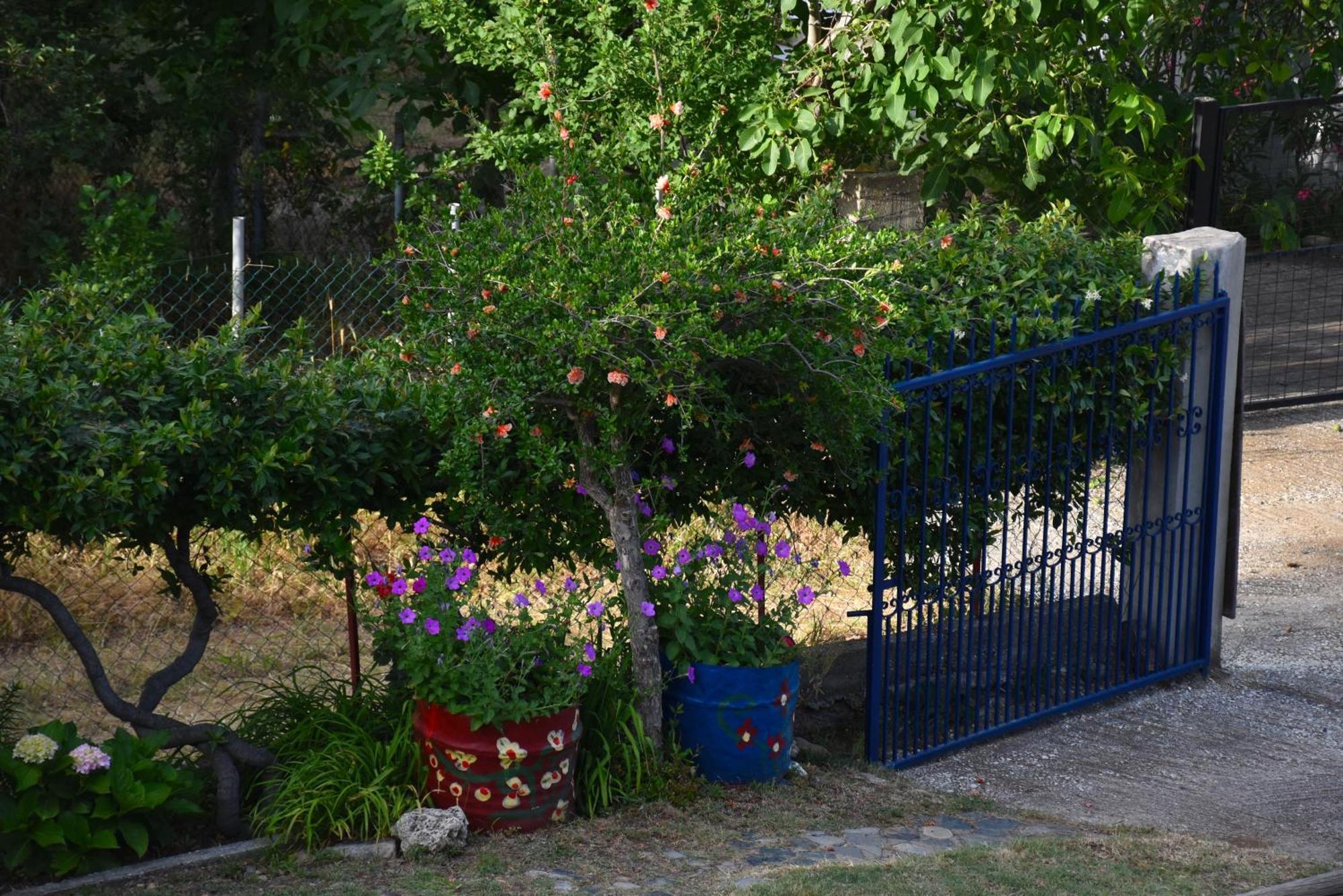 Mirsini Apartments Καρυώτες Εξωτερικό φωτογραφία